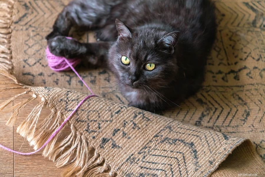 猫が毛糸で遊んではいけない理由はここにあります 