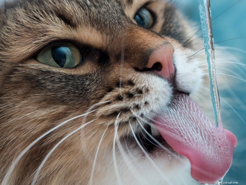 Por que as fontes de água para gatos são uma escolha melhor do que as tigelas