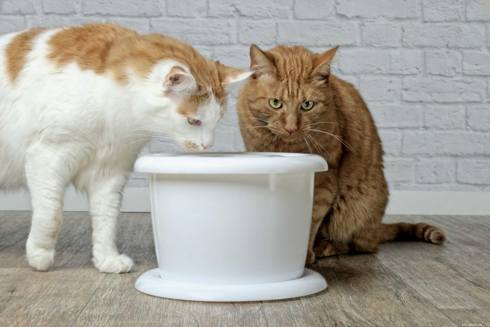 Varför är kattvattenfontäner ett bättre val än skålar