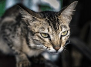 Co je agrese ze strachu u koček?