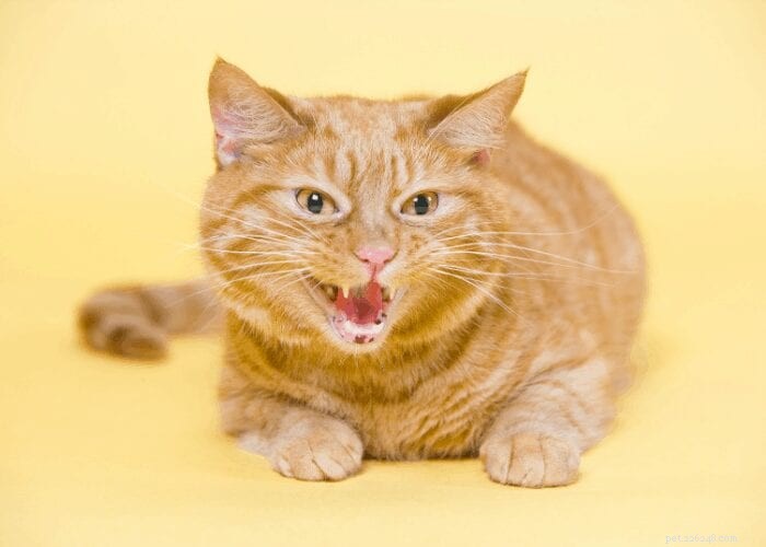 Vad är rädslaaggression hos katter?