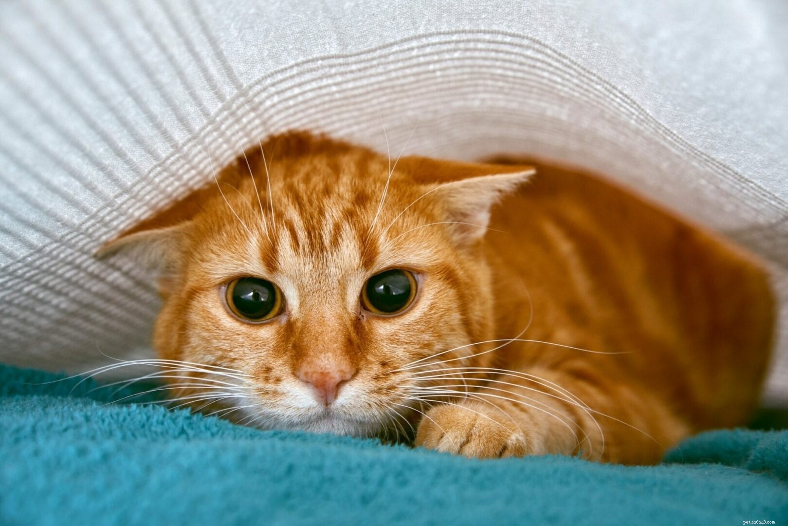 Che cos è l aggressività della paura nei gatti?