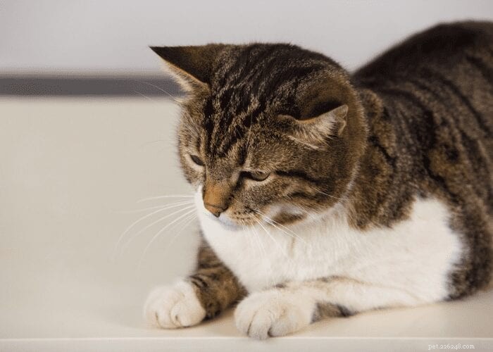 Kattinkontinens:Varför läcker min katt urin?