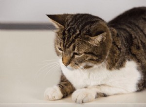 Incontinência felina:por que meu gato está vazando urina?