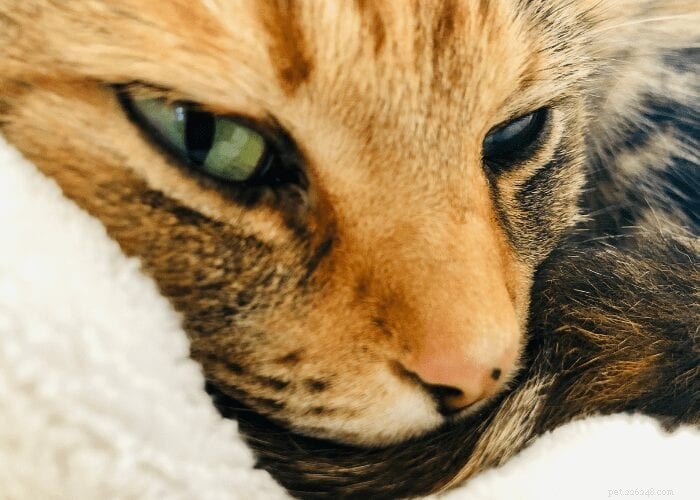 Kočičí inkontinence:Proč mé kočce uniká moč?