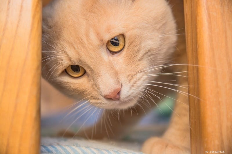 Incontinenza felina:perché il mio gatto perde urina?