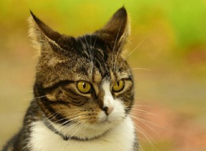 猫の耳を清潔で健康に保つための7つのヒント 