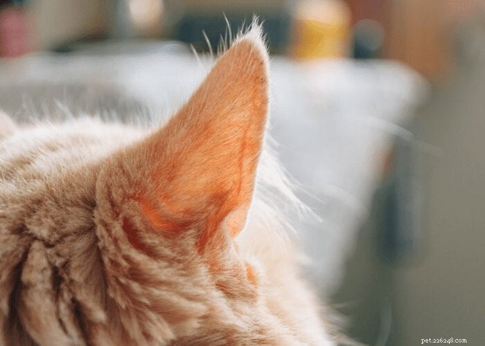 고양이 귀를 깨끗하고 건강하게 유지하기 위한 7가지 팁