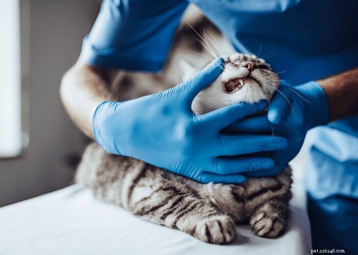 Katachtige halitose:wanneer moet u zich zorgen maken over de slechte adem van uw kat