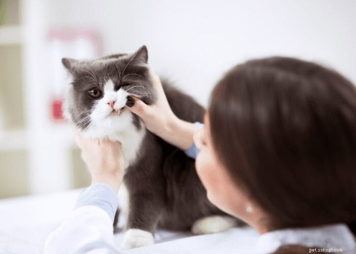 고양이의 치아 흡수:광범위하고 고통스러운 문제