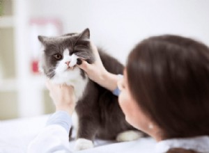 Tandresorption hos katter:ett utbrett smärtsamt problem