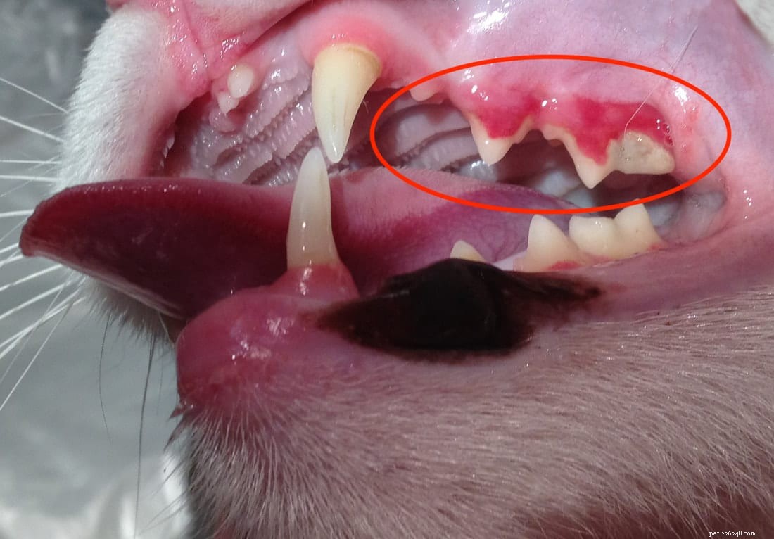 고양이의 치아 흡수:광범위하고 고통스러운 문제