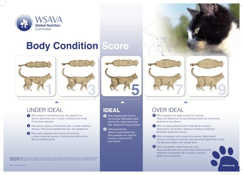 Come capire se il tuo gatto è in sovrappeso