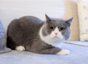 Tipy, jak vaší kočce pomoci zhubnout