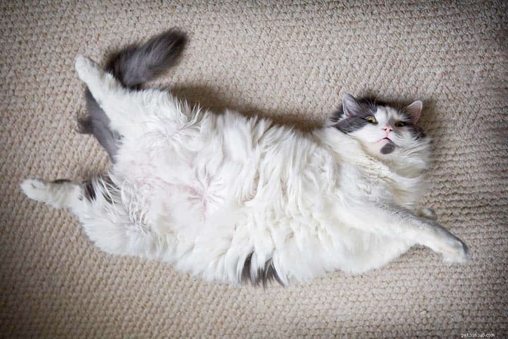 O que é uma almofada de gordura pós-neutral em gatos?