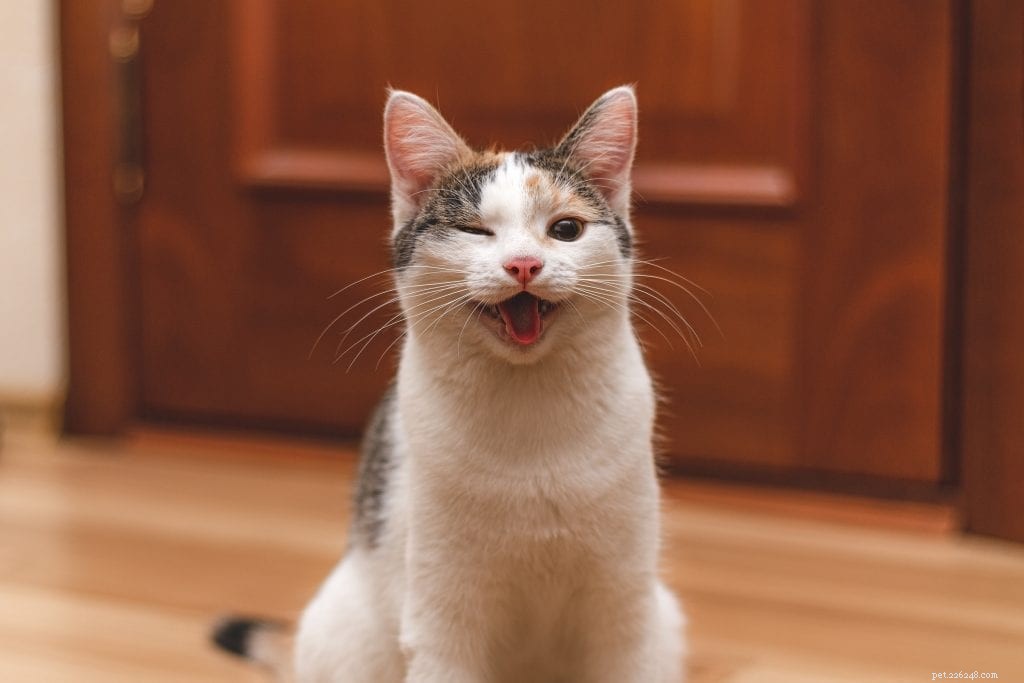 Che cos è un cuscinetto adiposo post neutro nei gatti?