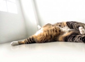 Vad är en postkastrerad fettkudde hos katter?