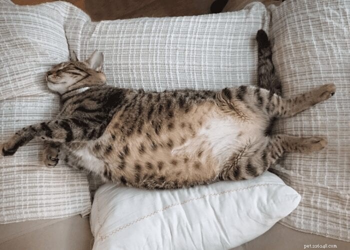 Почему кошки набирают вес после лечения?