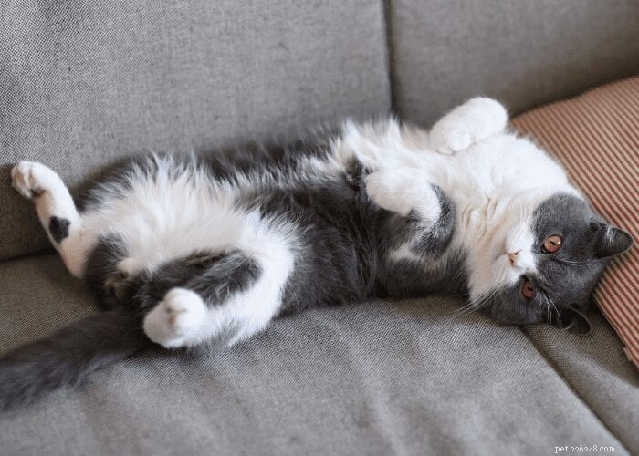 Waarom worden katten zwaarder nadat ze gefixeerd zijn?
