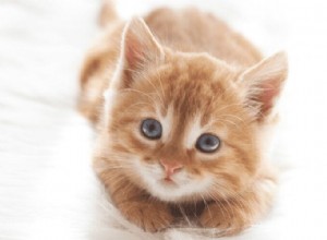 猫が固定された後に体重が増えるのはなぜですか？ 