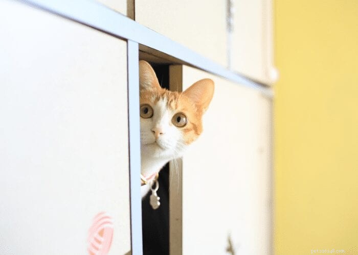 Perché i gatti si nascondono quando sono malati?