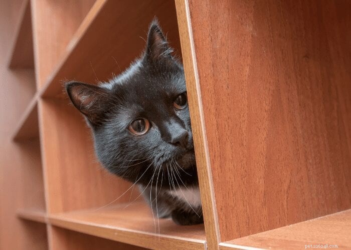 猫が病気のときに隠れるのはなぜですか？ 