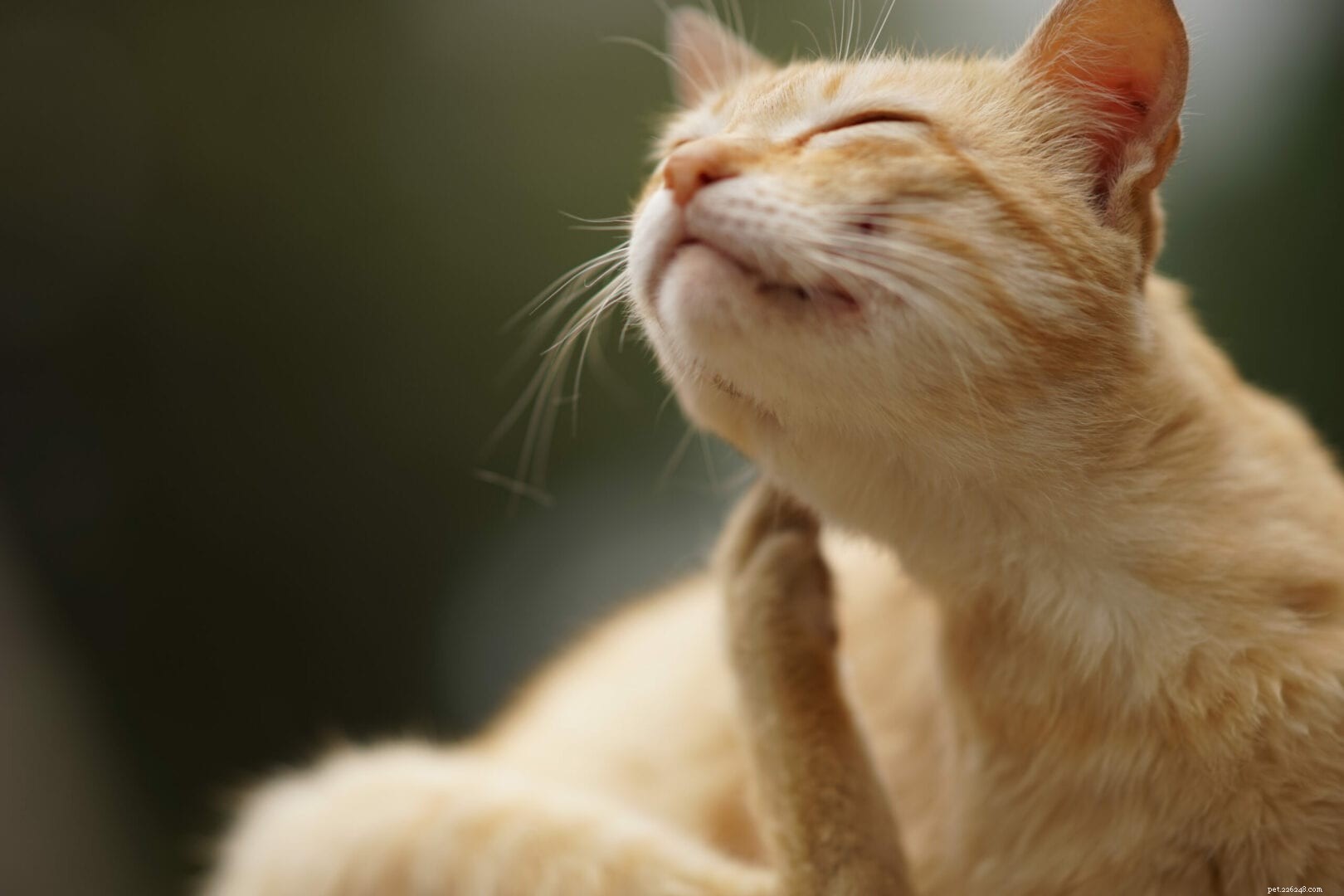 Como saber se seu gato tem alergia alimentar
