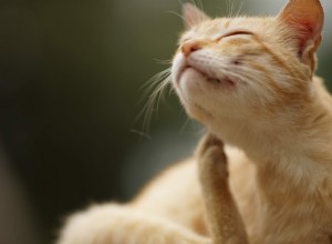 Hur man vet om din katt har foderallergier