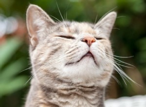 Ce que vous devez savoir sur les phéromones de chat