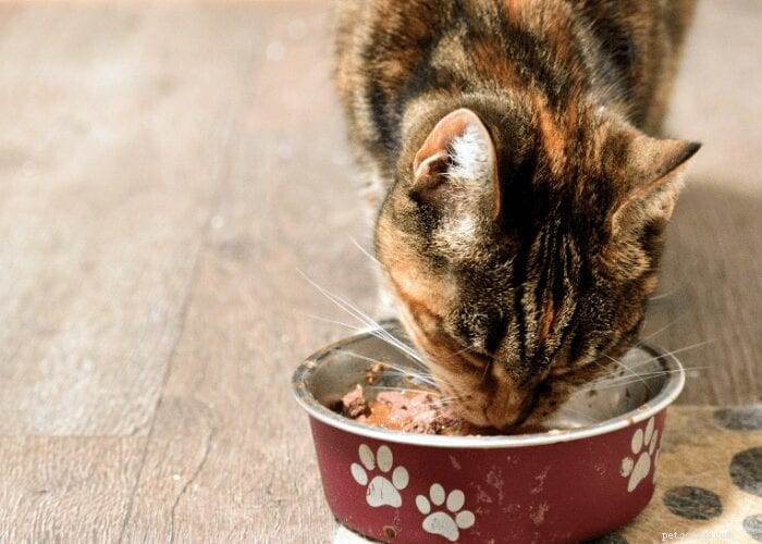 あなたはあなたの猫にどれくらいの餌を与えるべきか疑問に思いますか？これはあなたに教えてくれます 