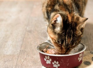 あなたはあなたの猫にどれくらいの餌を与えるべきか疑問に思いますか？これはあなたに教えてくれます 