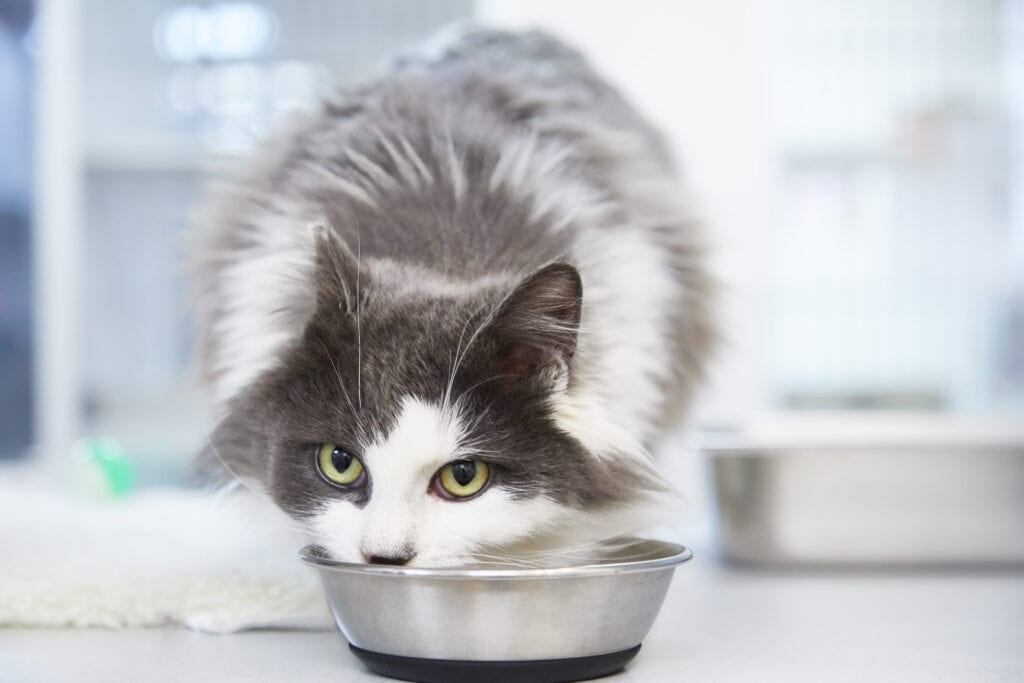 Ti chiedi quanto dovresti nutrire il tuo gatto? Questo te lo dirà