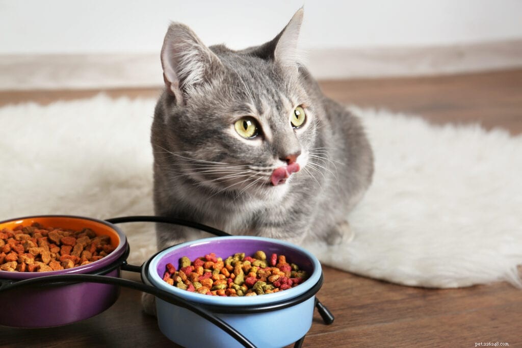 Quer saber quanto você deve alimentar seu gato? Isso lhe dirá