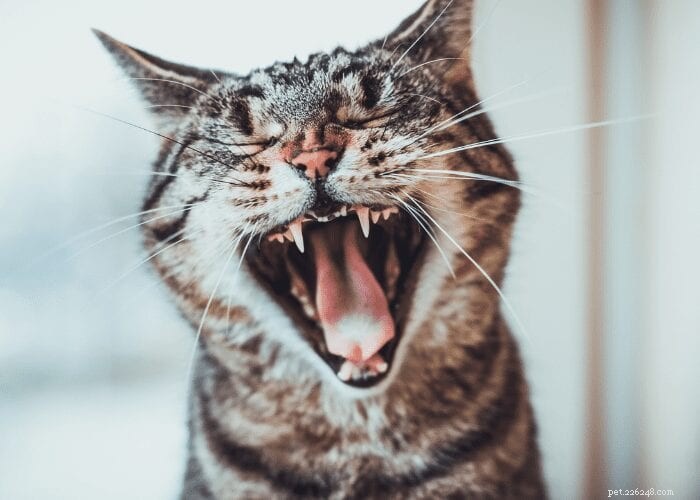 猫の息が魚のようなにおいがするのはなぜですか？ 
