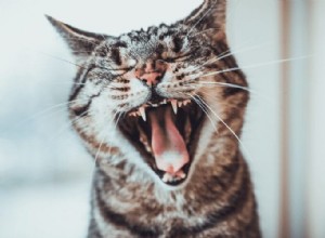 猫の息が魚のようなにおいがするのはなぜですか？ 