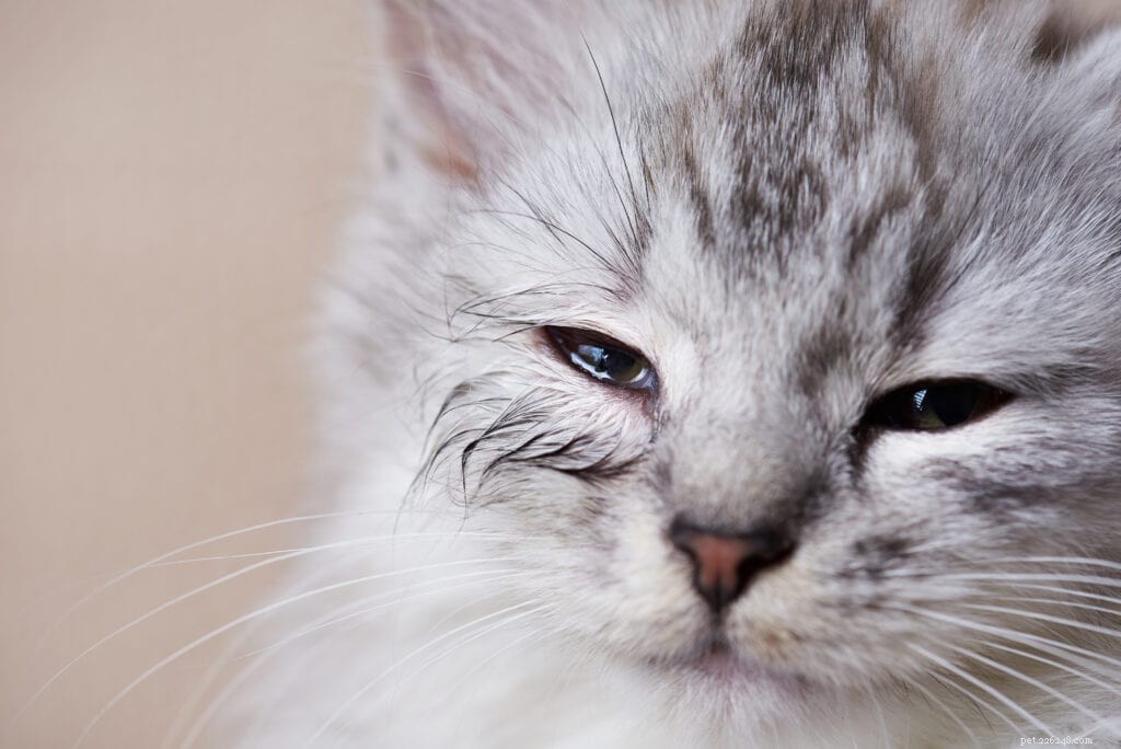 猫に目やにが出るのはなぜですか？ 