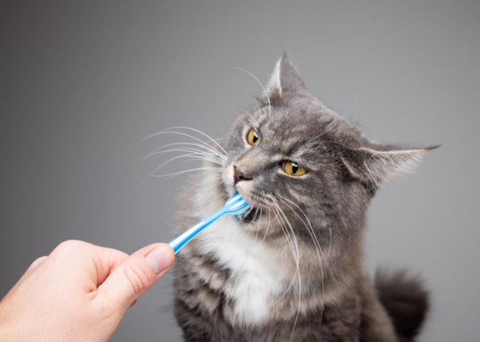 Нужно ли чистить кошке зубы?