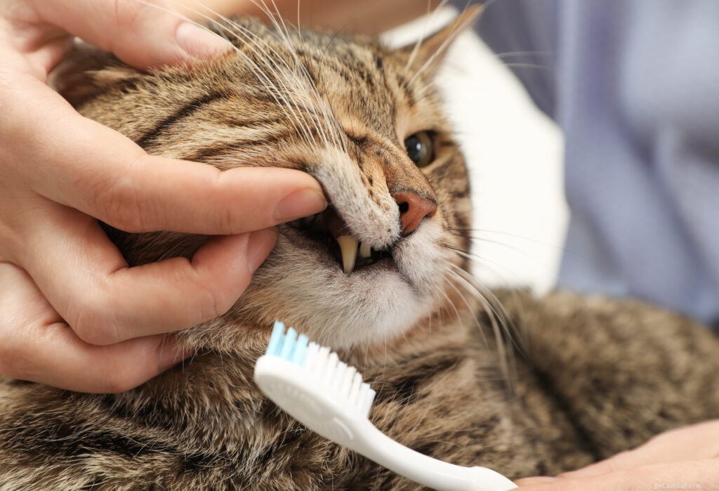 Preciso escovar os dentes do meu gato?