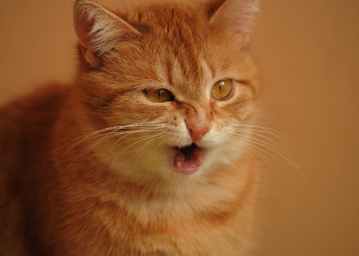 あなたの猫は喘鳴していますか？知っておくべきことは次のとおりです 