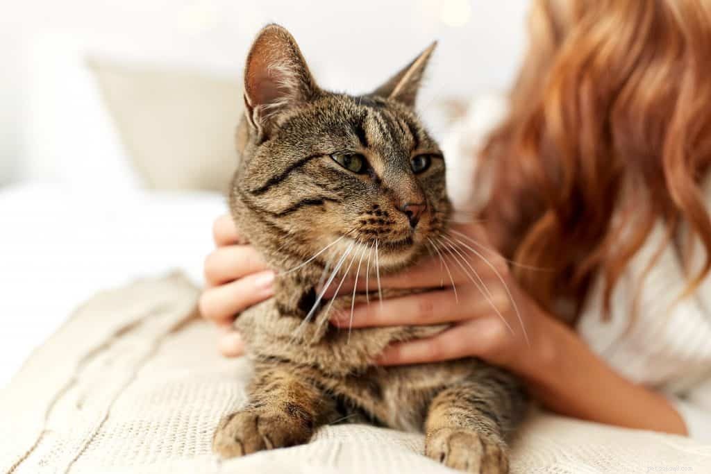 Har din katt väsande andning? Här är vad du behöver veta