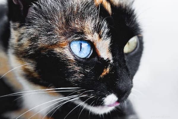 Är katter färgblinda?