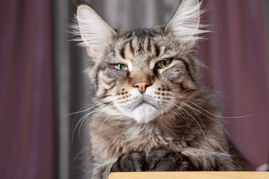 Problemas oculares comuns com gatos que você deve conhecer