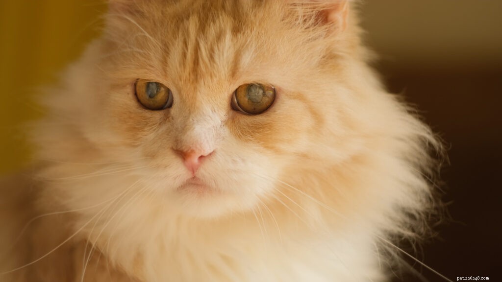 Veelvoorkomende oogproblemen bij katten die u moet kennen