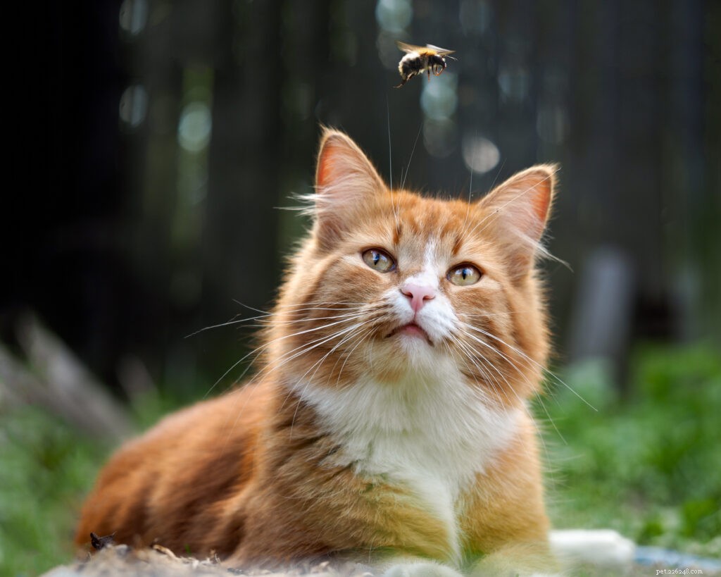 Que faire si votre chat se fait piquer par une abeille