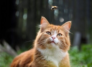 Vad du ska göra om din katt blir stucken av ett bi