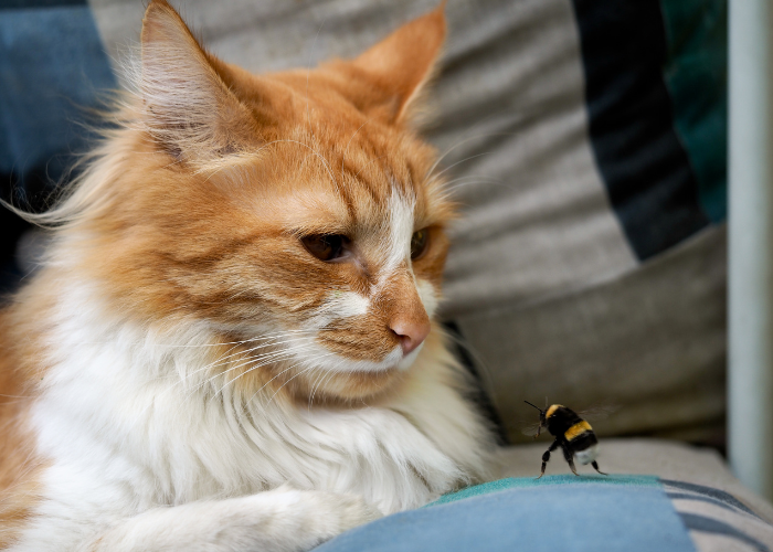 あなたの猫が蜂に刺された場合の対処法 