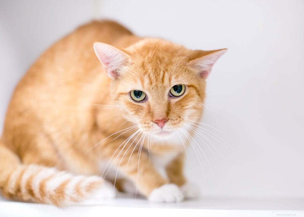 Gatilhos comuns de estresse em gatos que você deve conhecer