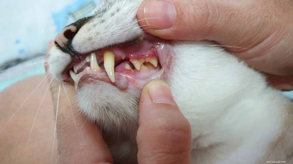 猫の口内炎：すべての猫の飼い主が知っておくべきこと 