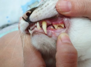 猫の口内炎：すべての猫の飼い主が知っておくべきこと 