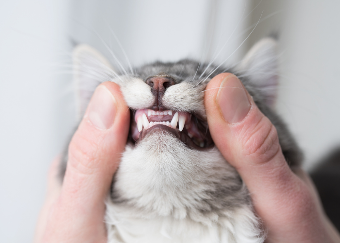 고양이의 구내염:모든 고양이 주인이 알아야 할 사항